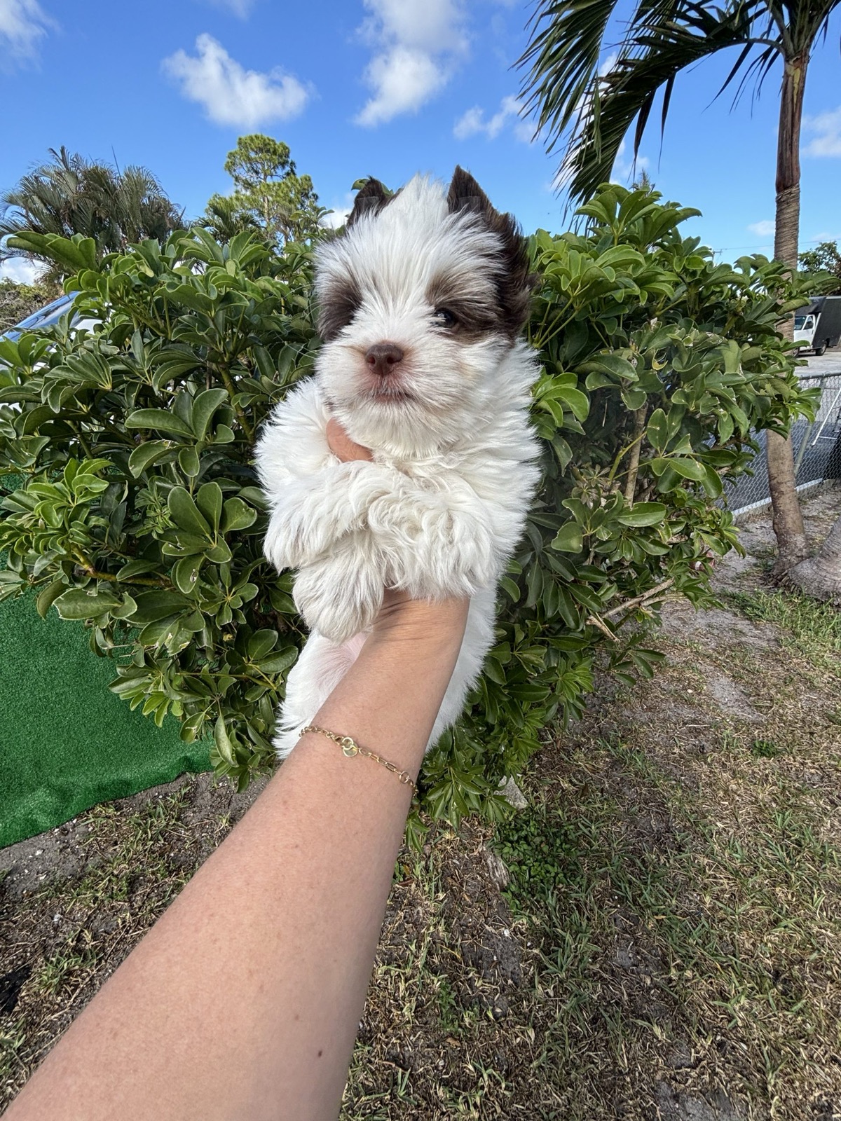 XOXO Yorkie
