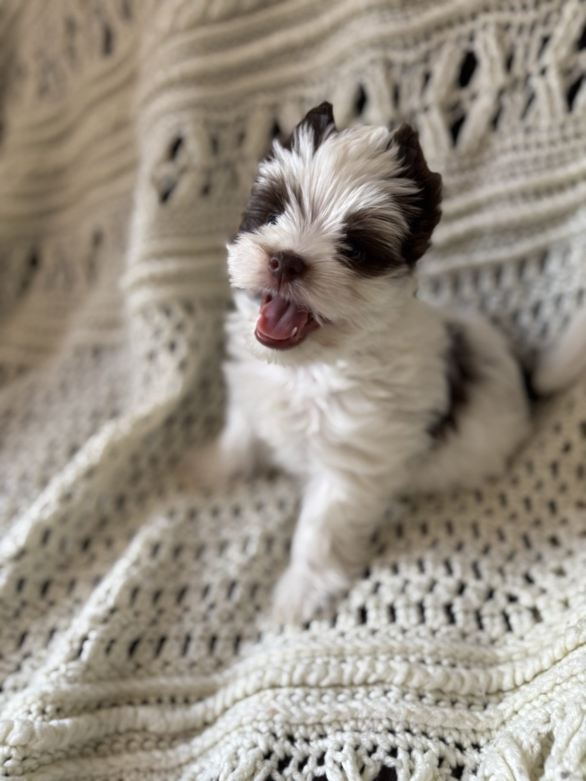 XOXO Yorkie