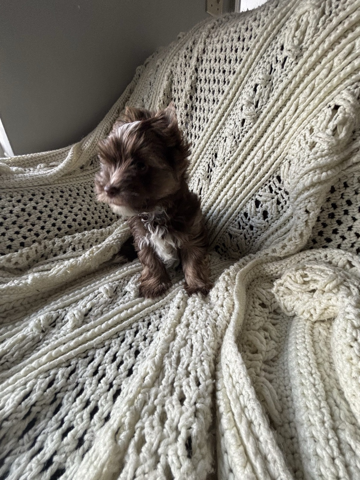 XOXO Yorkie