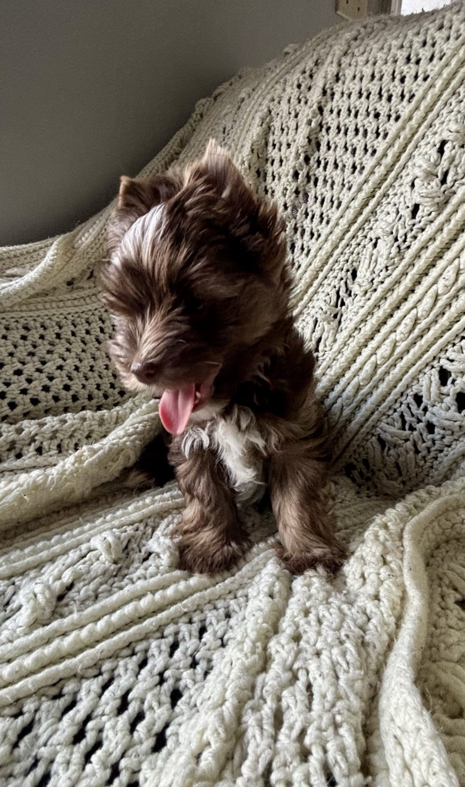 XOXO Yorkie