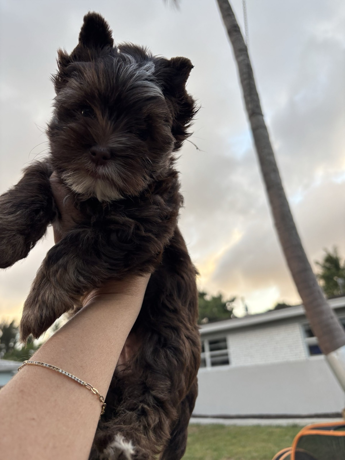 Daisy — Dark Chocolate Yorkie