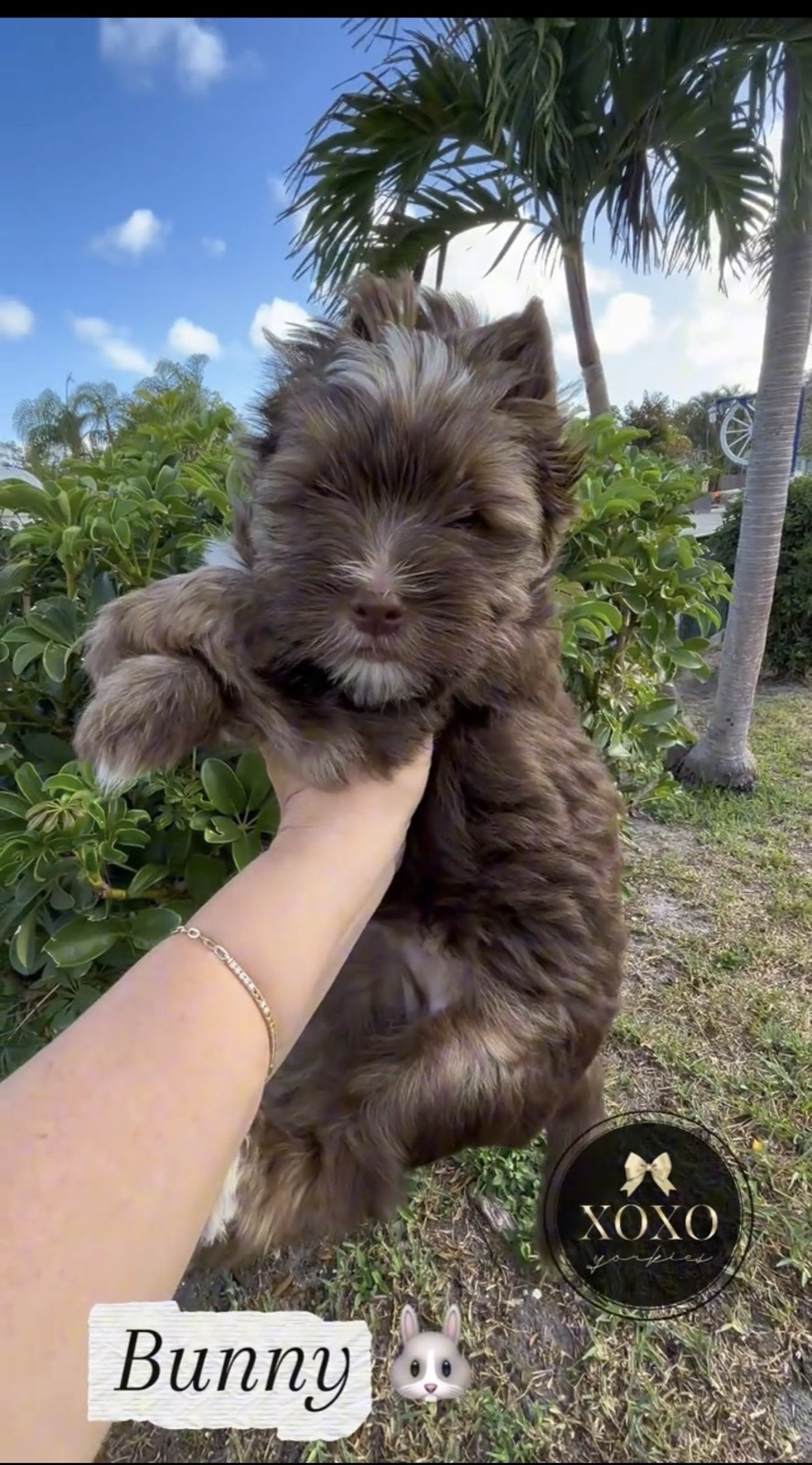 XOXO Yorkie