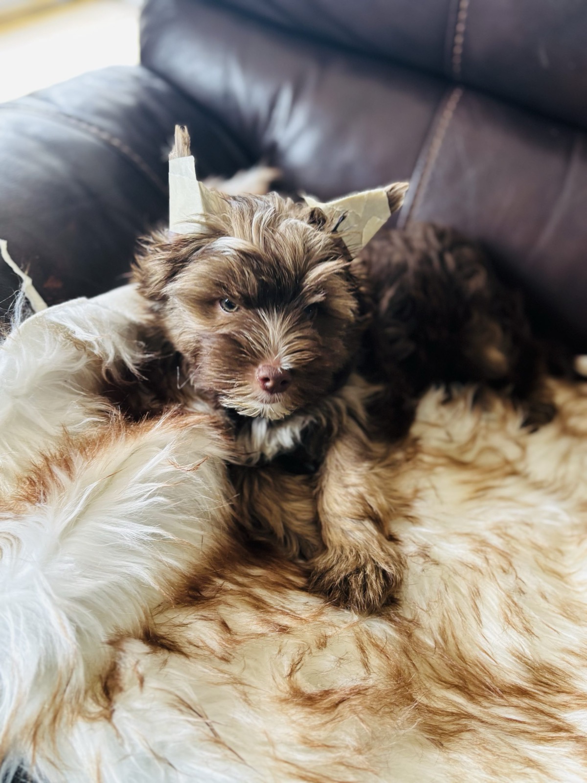 Bunny —  Yorkie