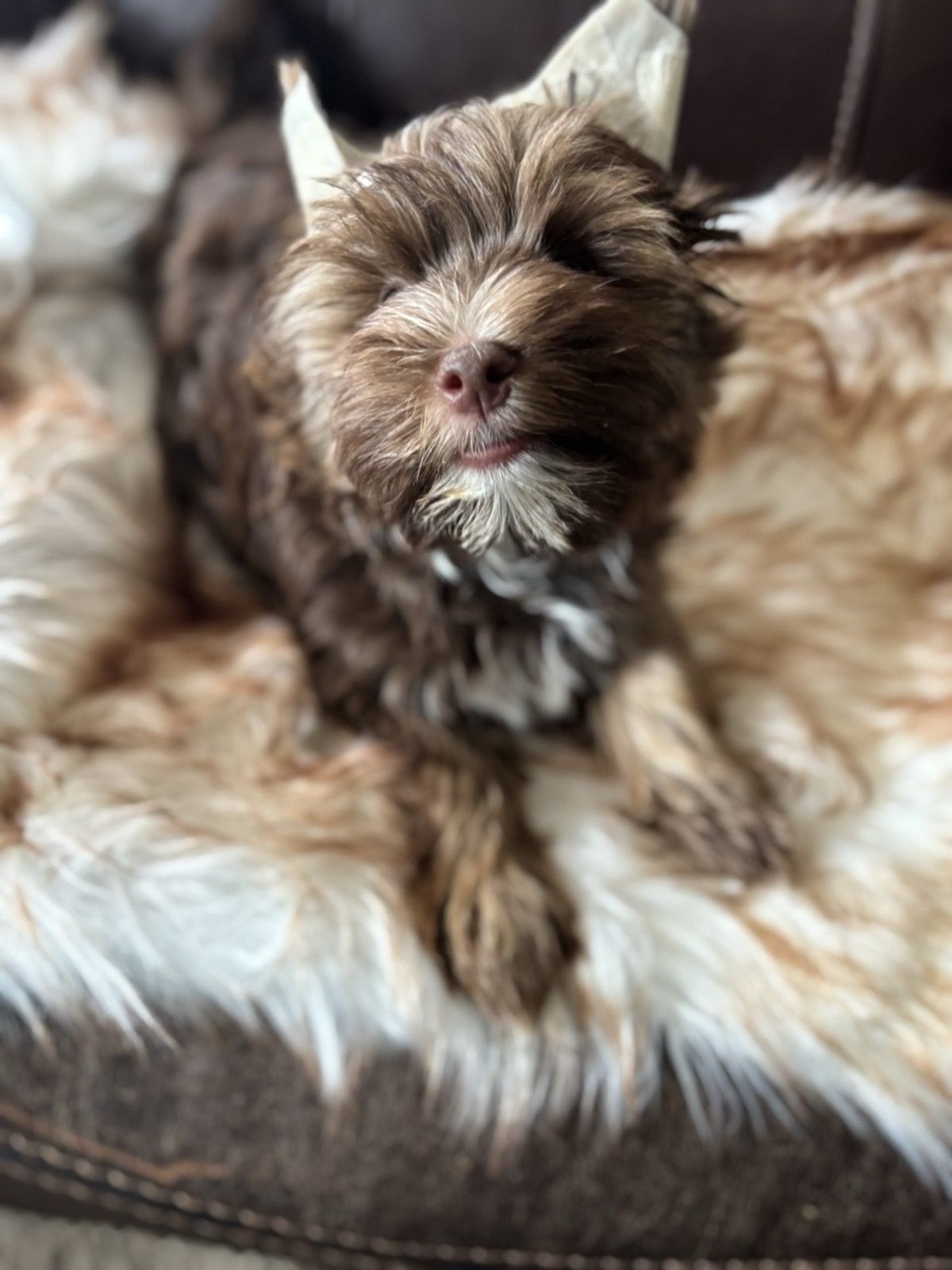 XOXO Yorkie