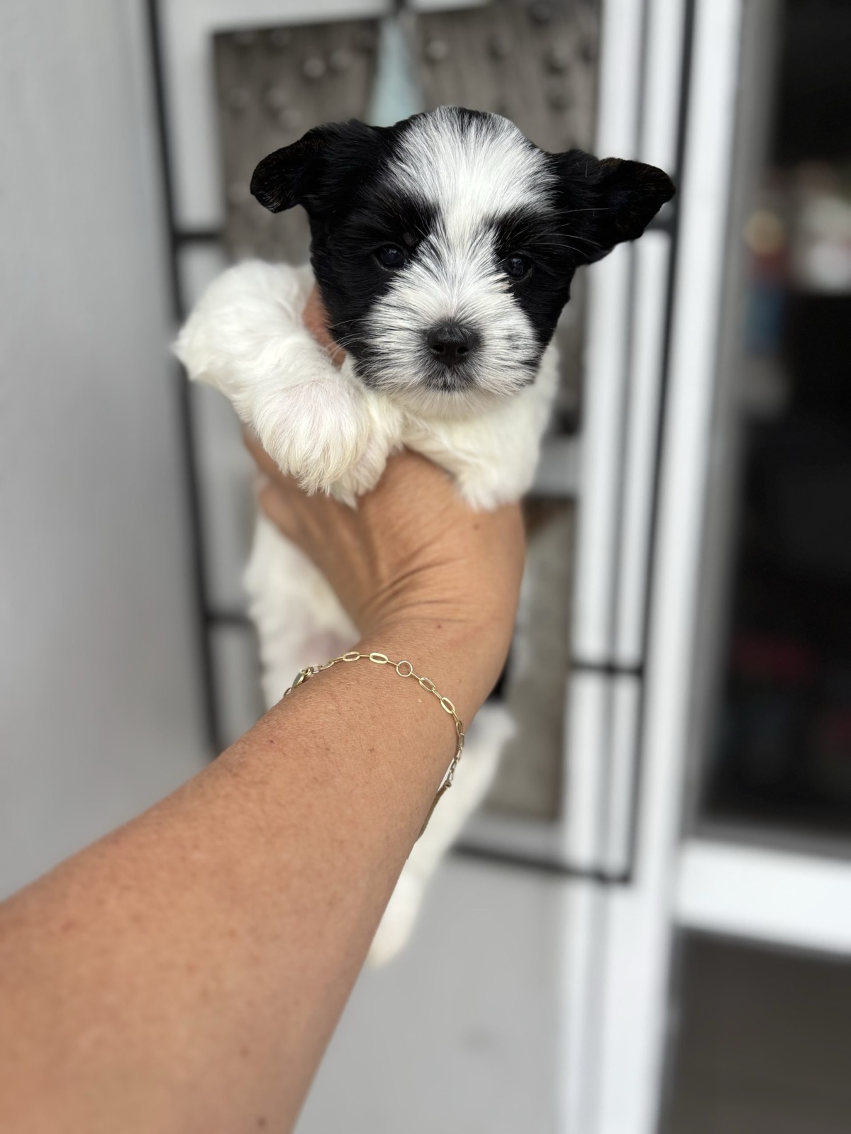 Nova — Black And White Parti Yorkie