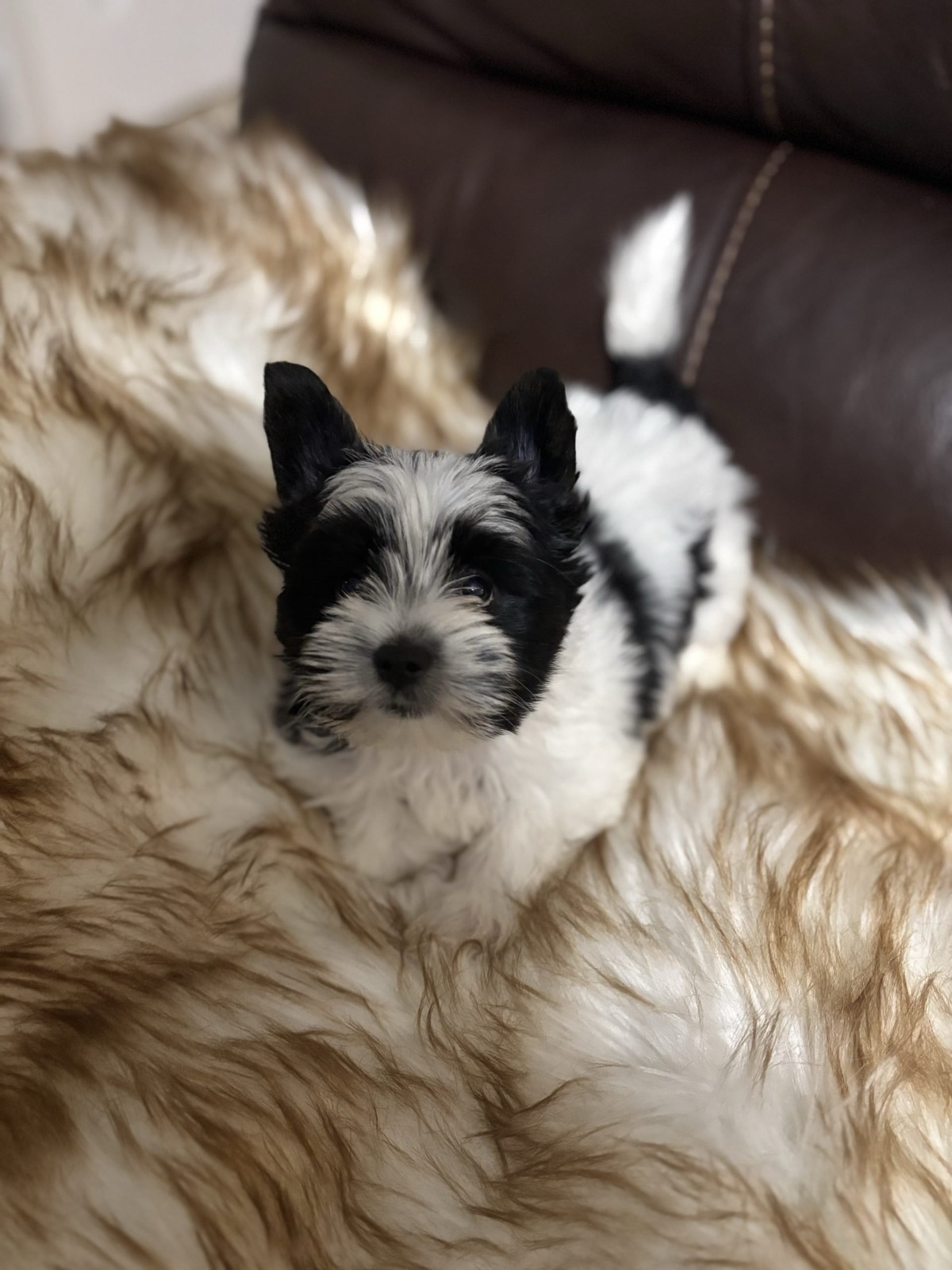 XOXO Yorkie