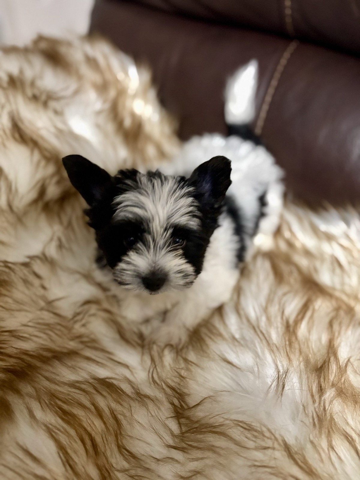 XOXO Yorkie