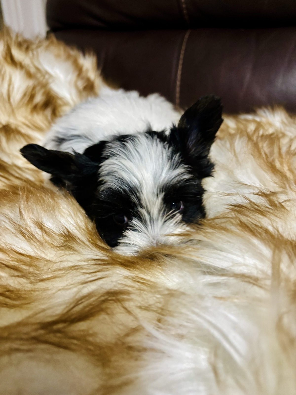 XOXO Yorkie