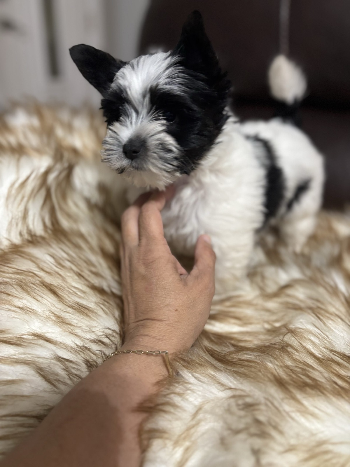 XOXO Yorkie