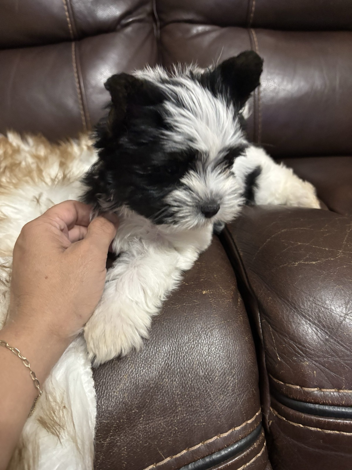 XOXO Yorkie