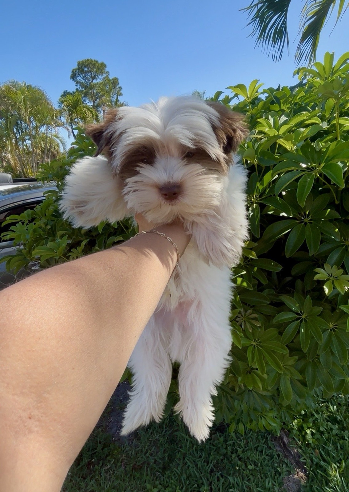 XOXO Yorkie