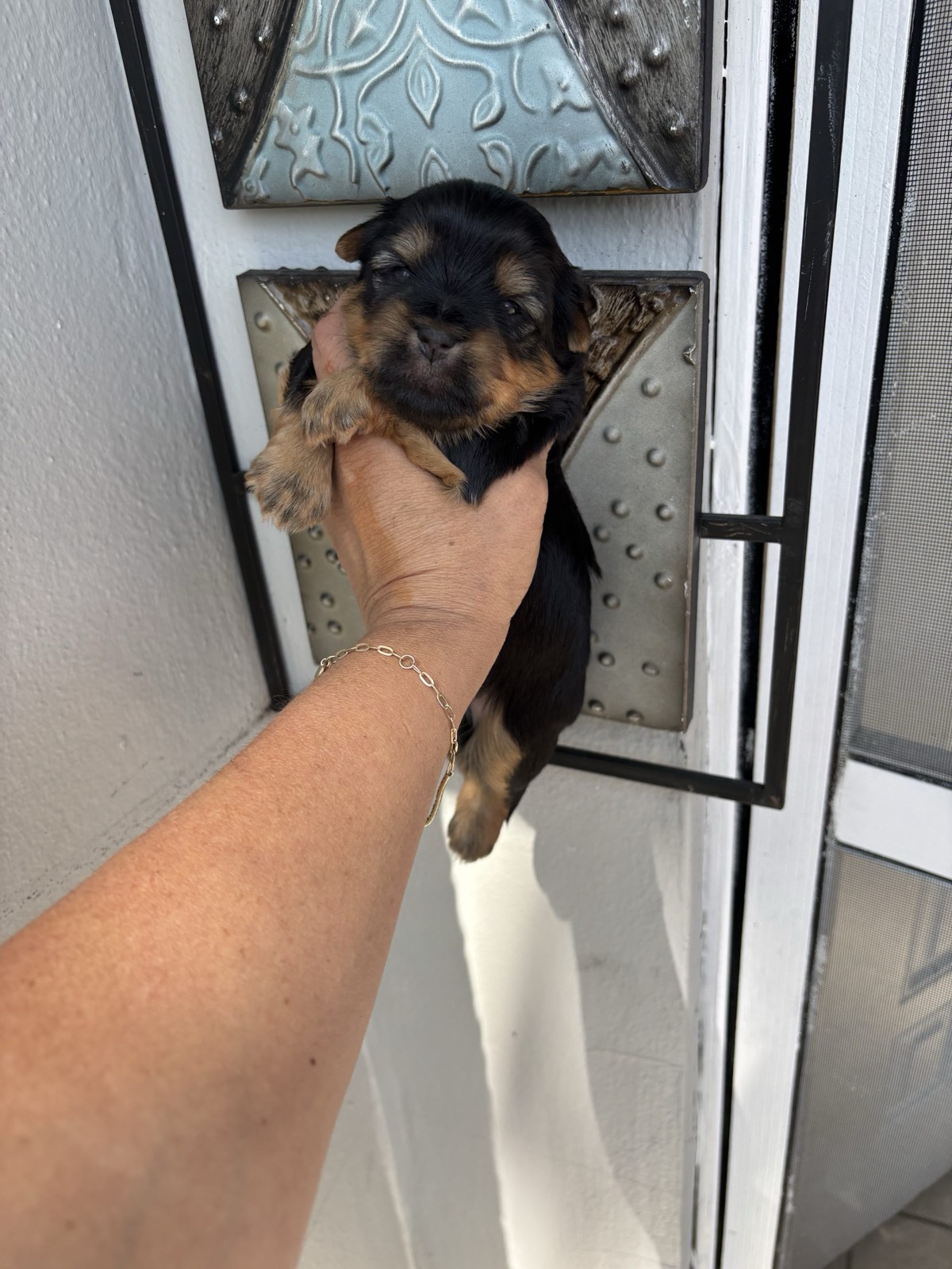 Denver — Traditional Yorkie