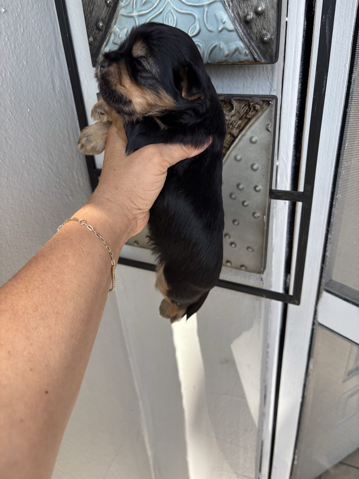 XOXO Yorkie