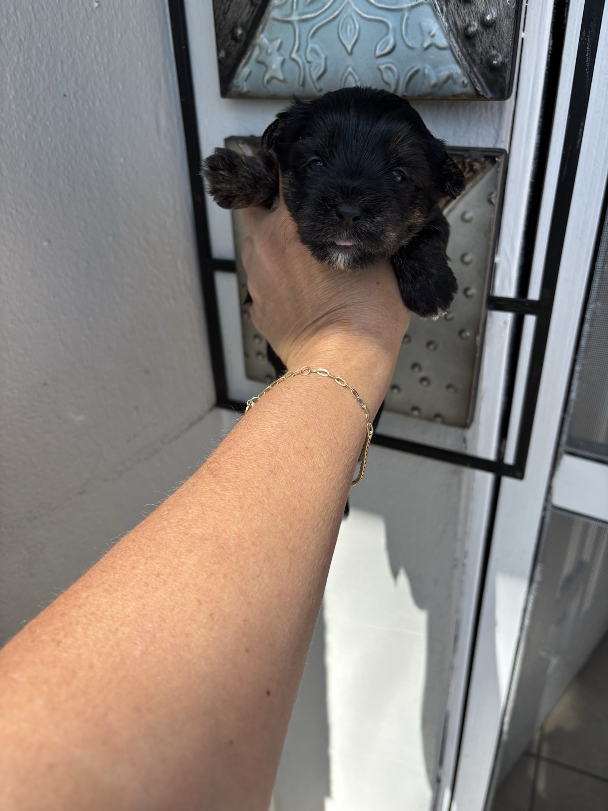 XOXO Yorkie