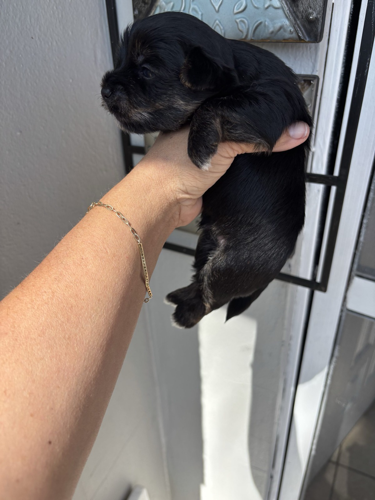 XOXO Yorkie