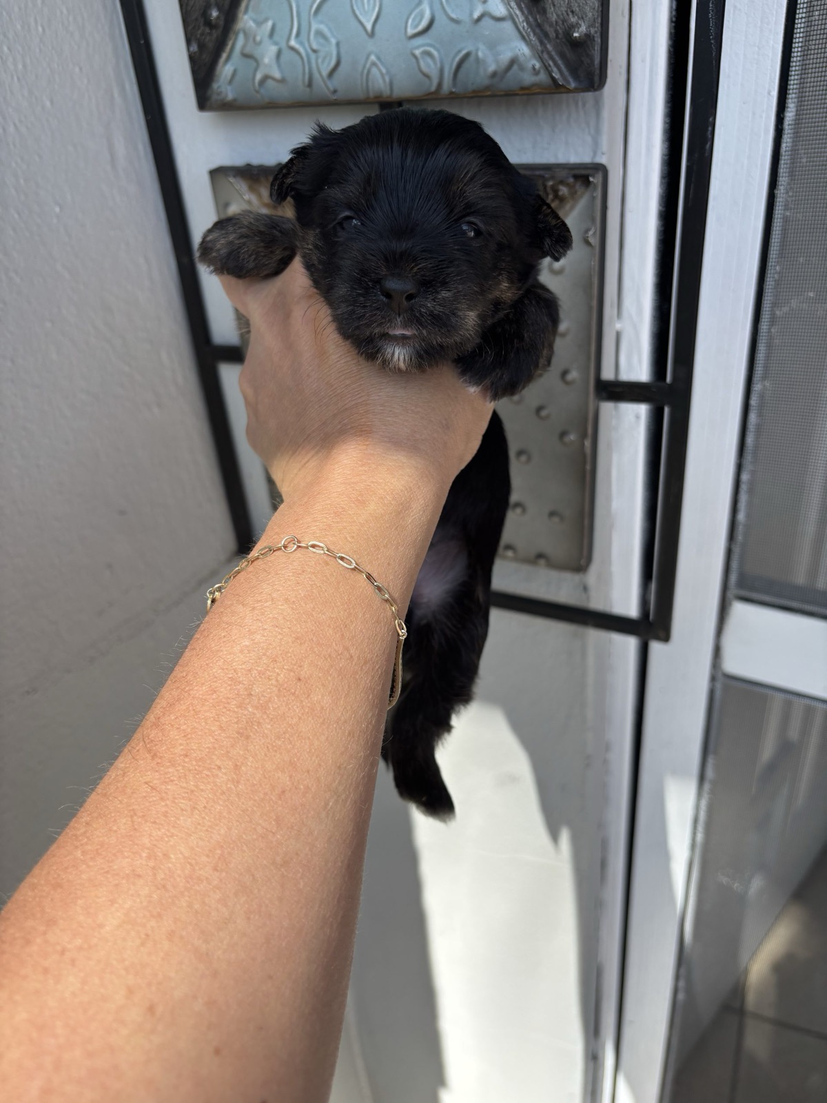 Jersey — Kb Black Yorkie