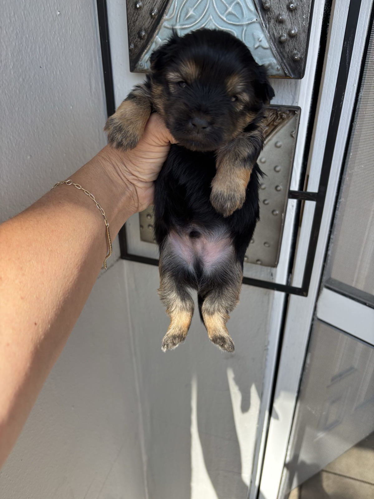 XOXO Yorkie