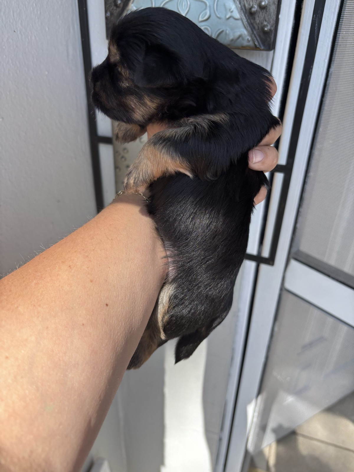 XOXO Yorkie