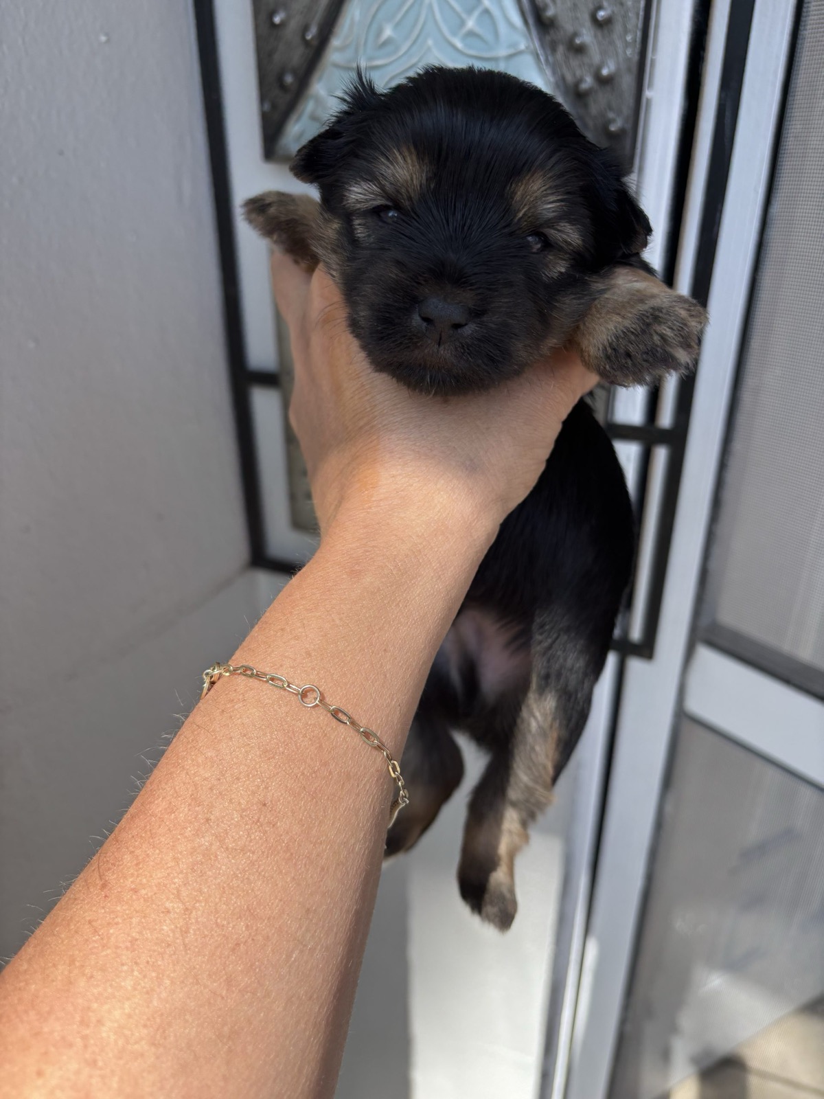 XOXO Yorkie
