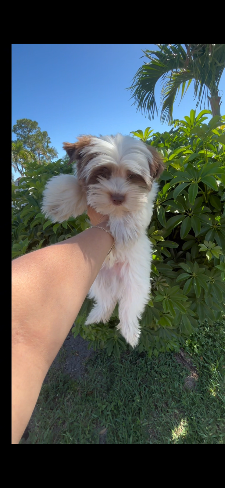 XOXO Yorkie