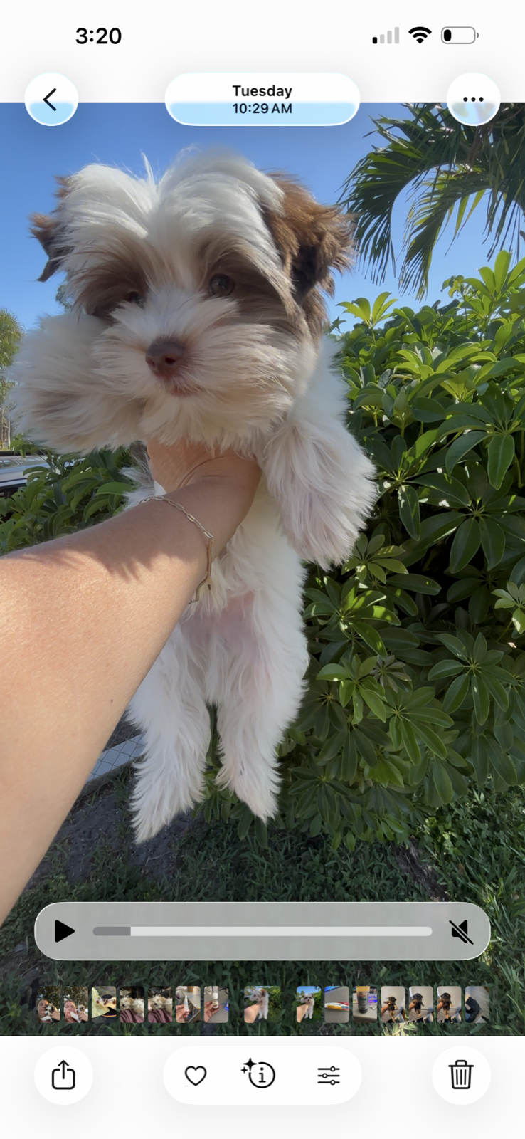 XOXO Yorkie