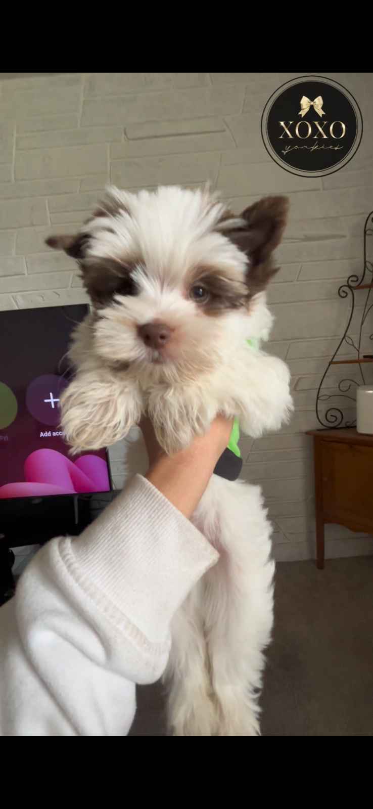 XOXO Yorkie