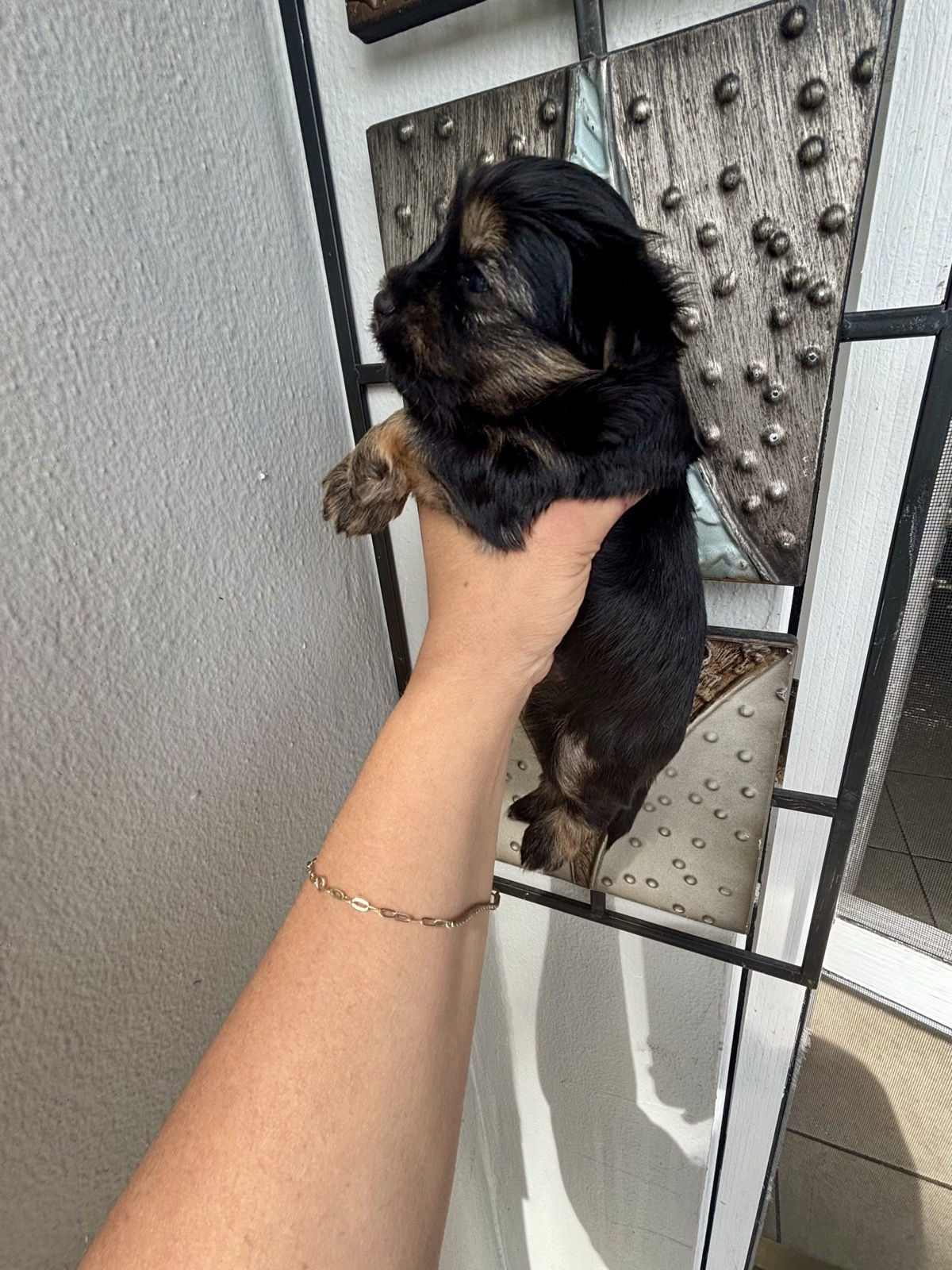 XOXO Yorkie
