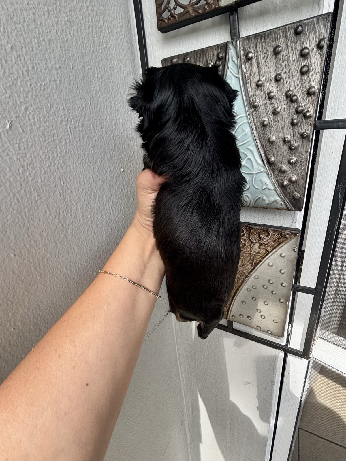 XOXO Yorkie