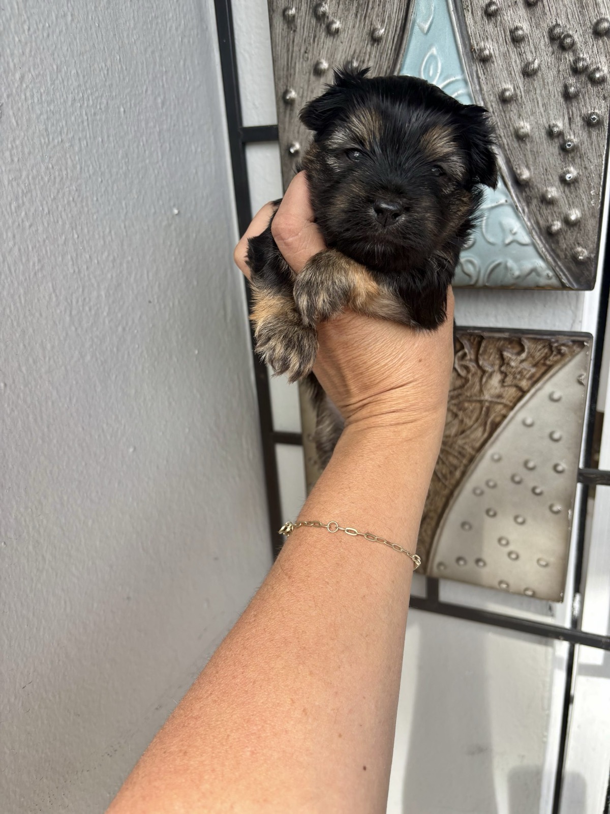 XOXO Yorkie