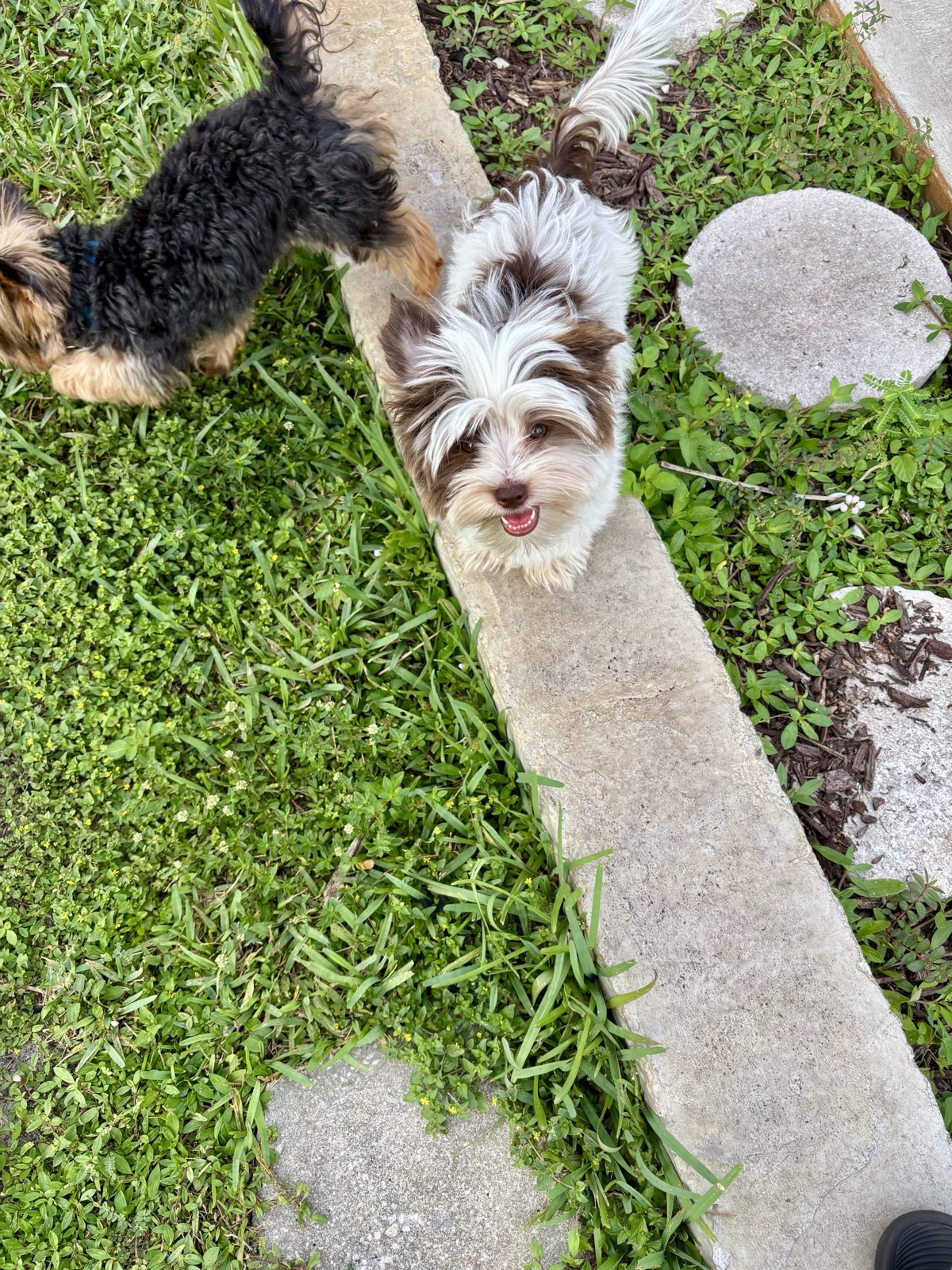 Diego — Chocolate Parti Yorkie