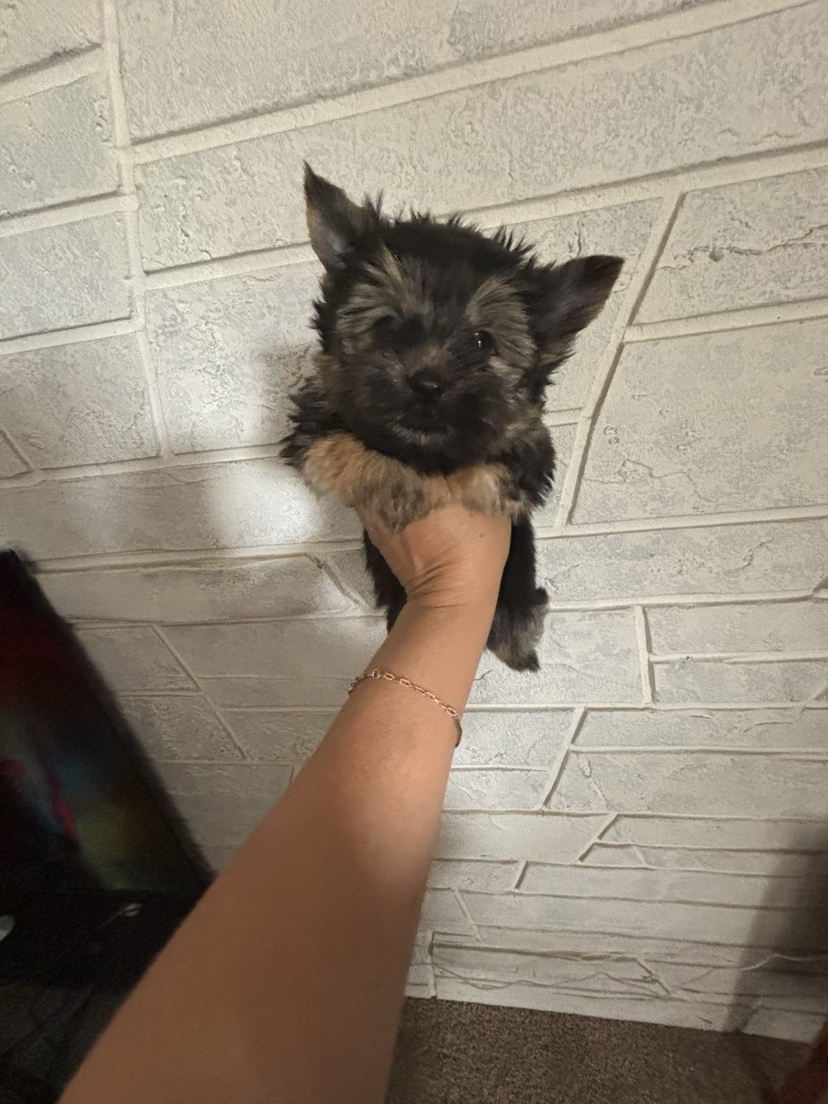 XOXO Yorkie