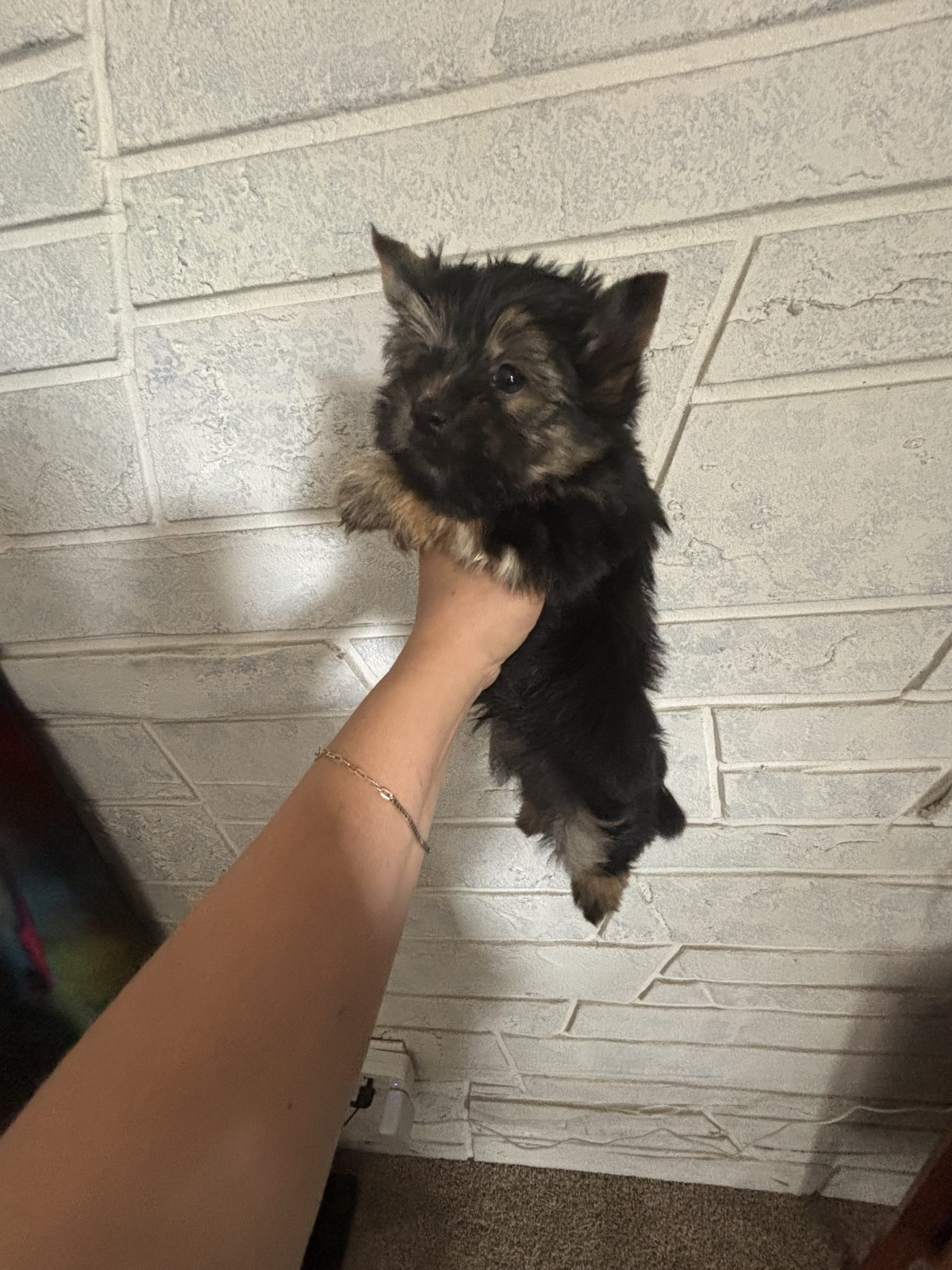 XOXO Yorkie
