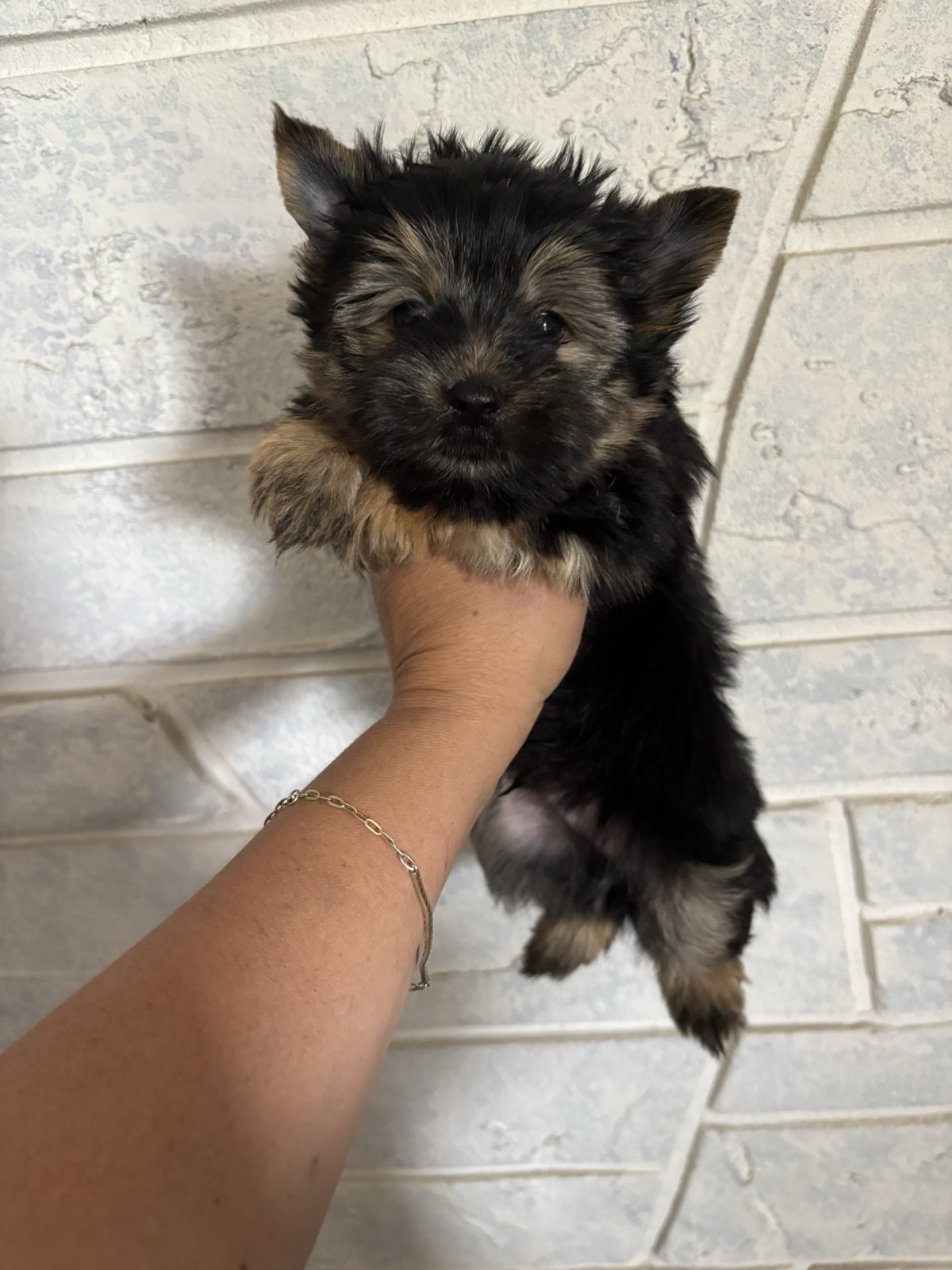Milo — Dark Traditional Yorkie