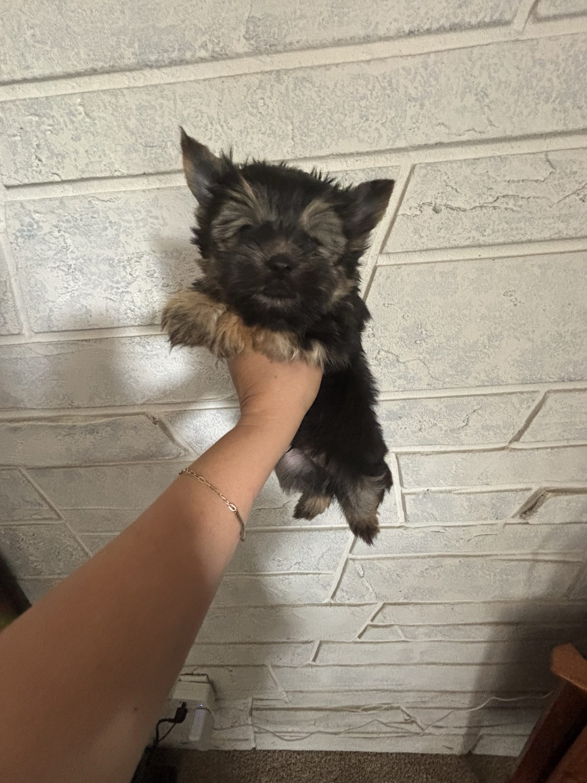 Nico — Dark Traditional Yorkie