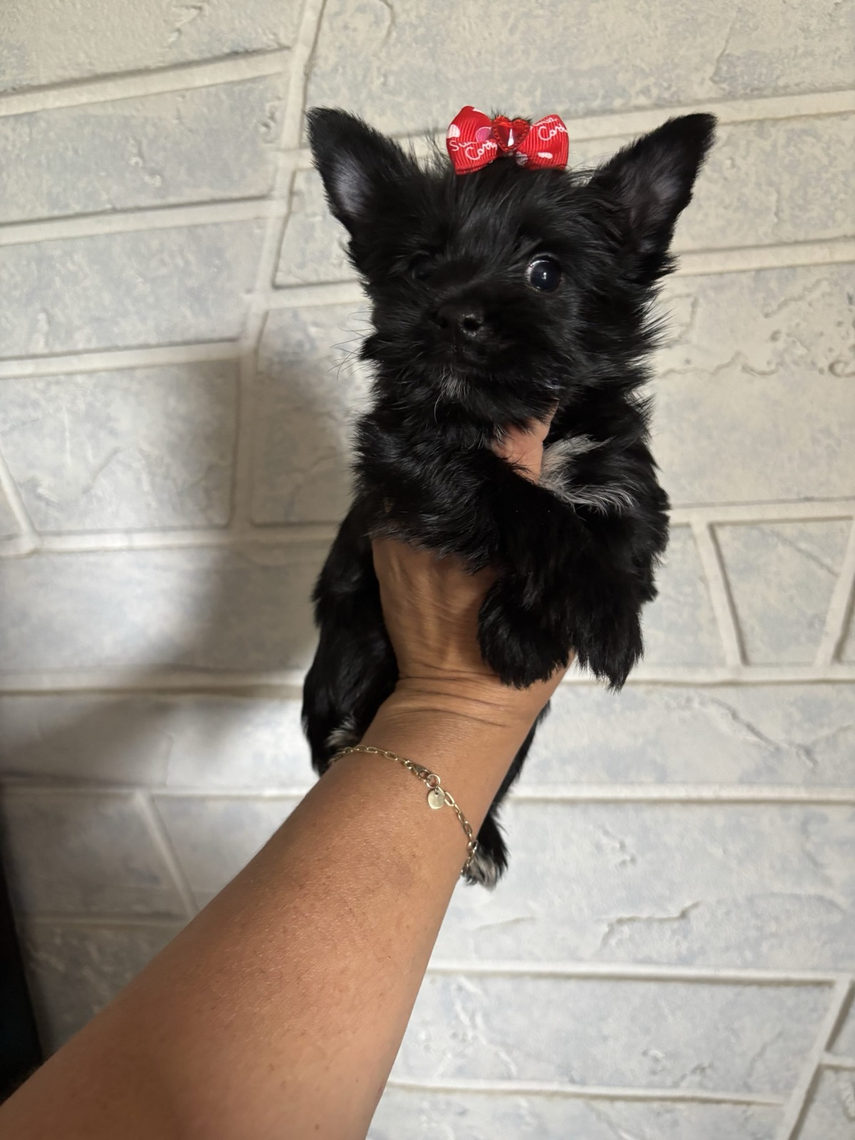 XOXO Yorkie