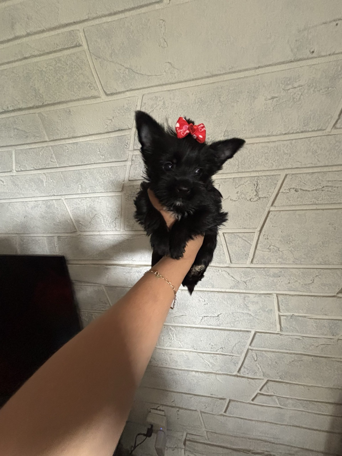 XOXO Yorkie