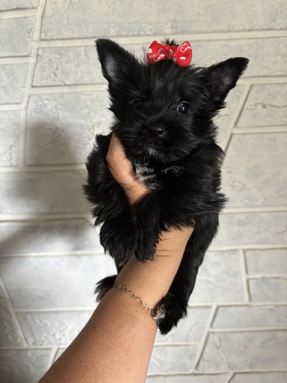 Bliss — Kb Black Yorkie