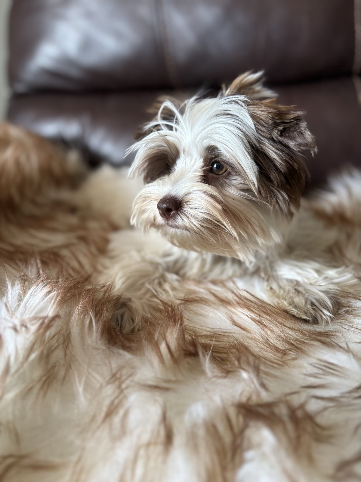 XOXO Yorkie