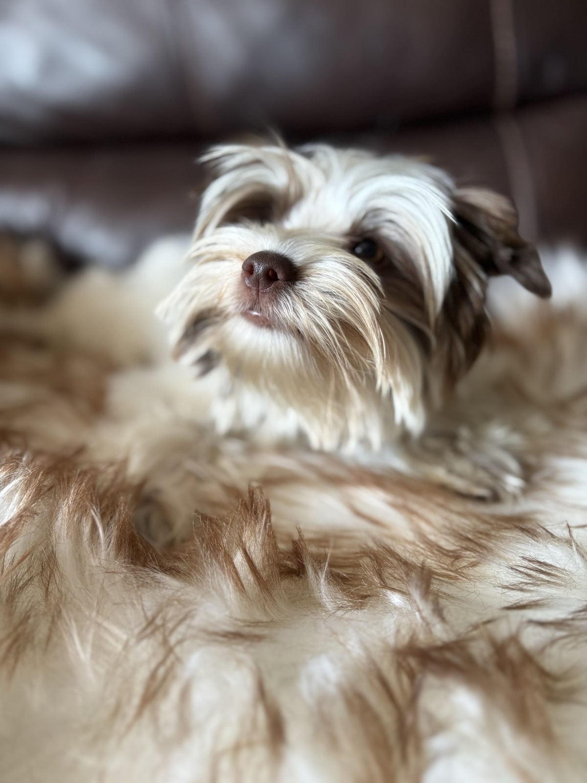 XOXO Yorkie