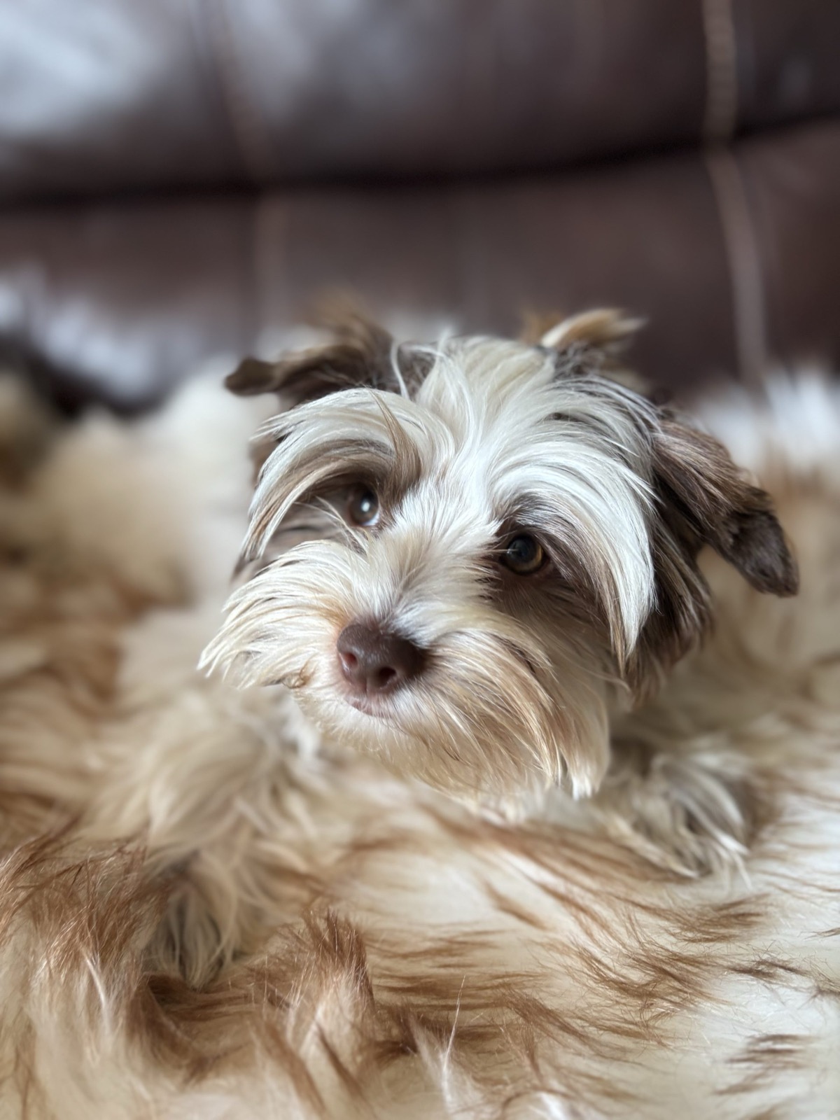 XOXO Yorkie