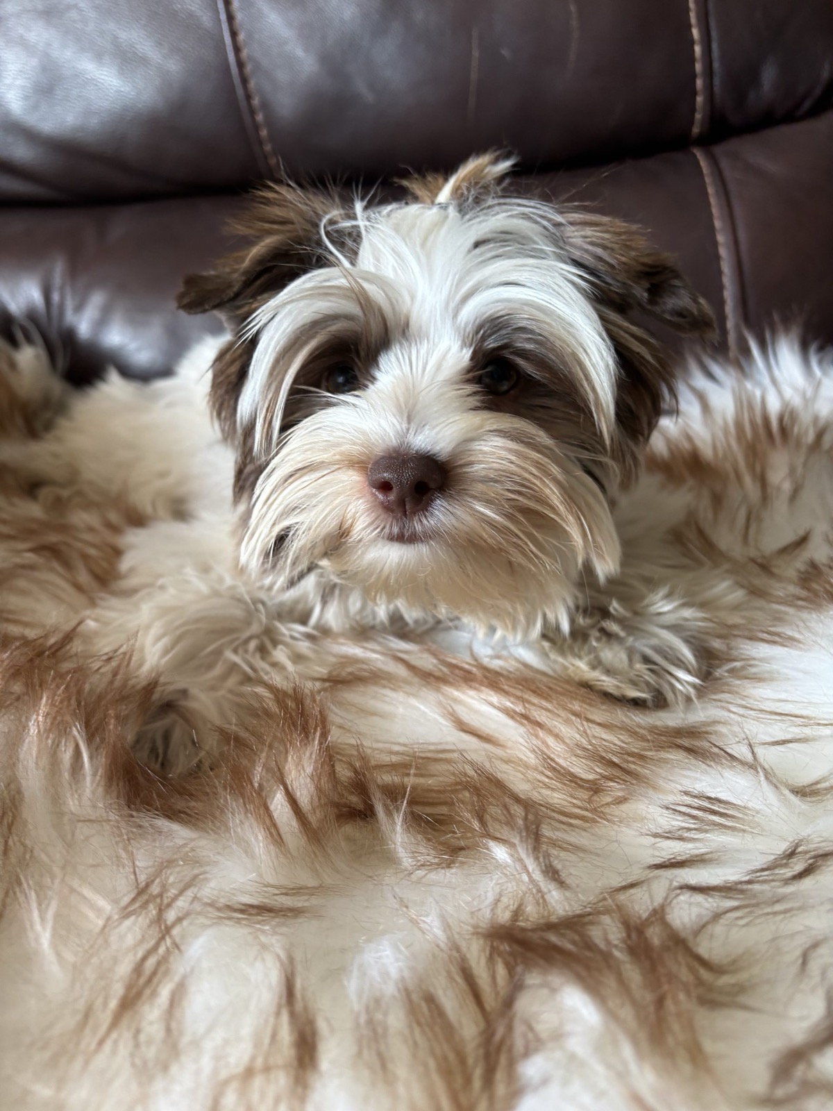 XOXO Yorkie