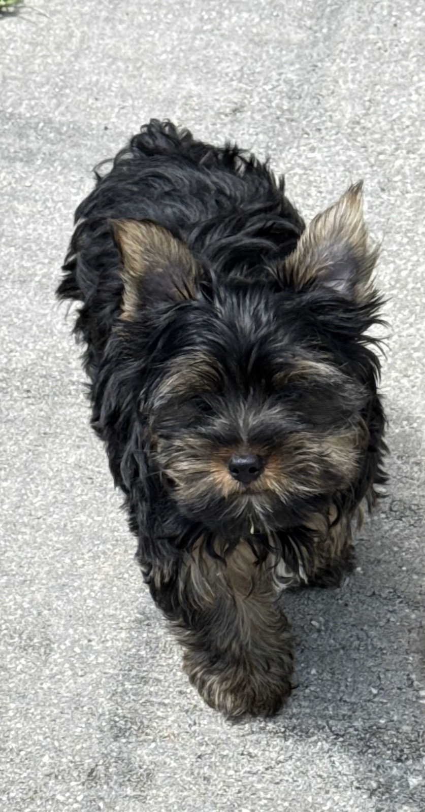 XOXO Yorkie