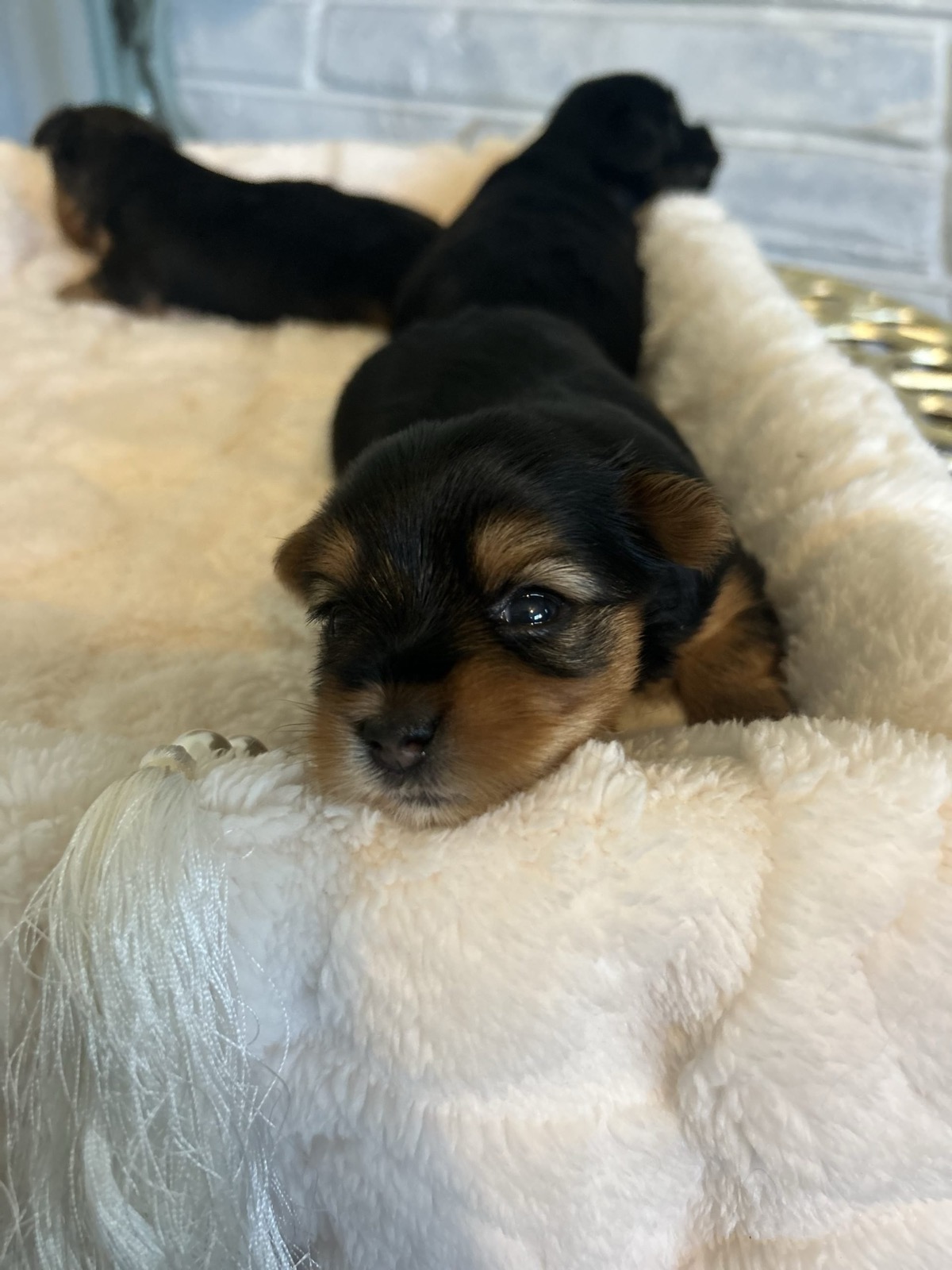 XOXO Yorkie