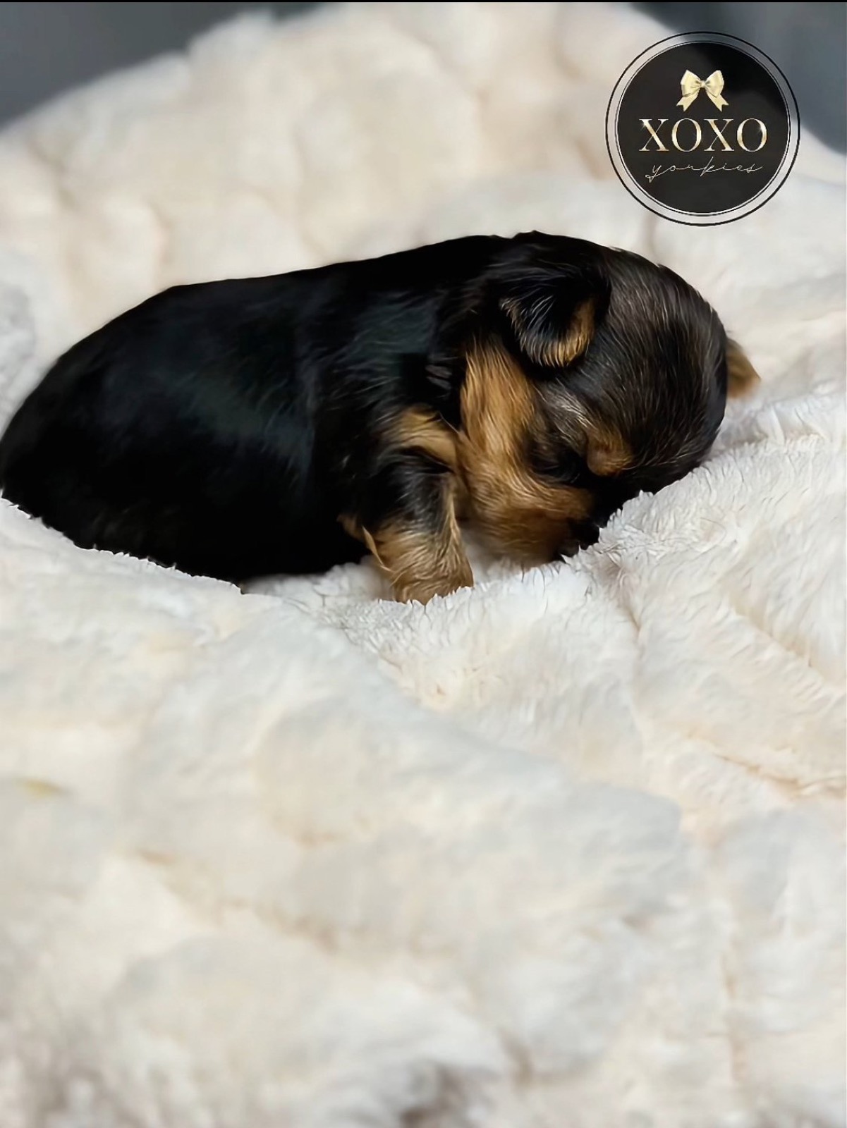XOXO Yorkie