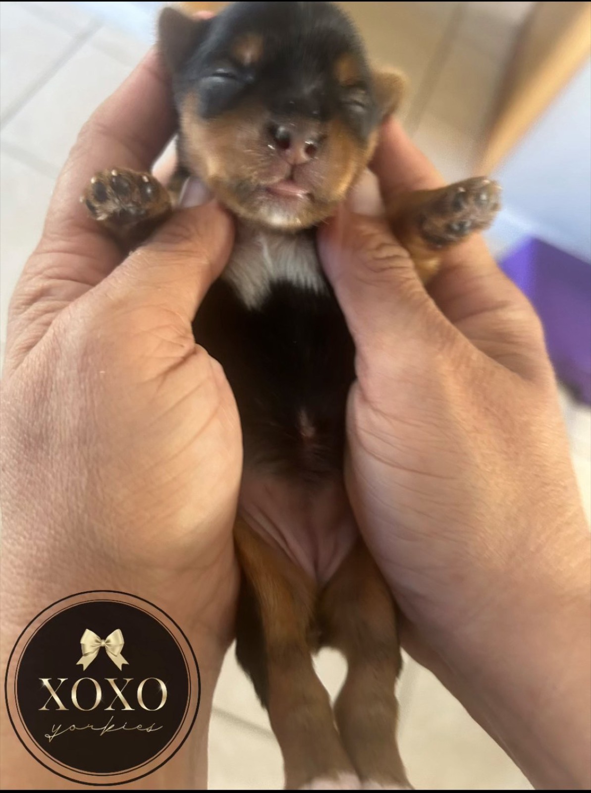 XOXO Yorkie