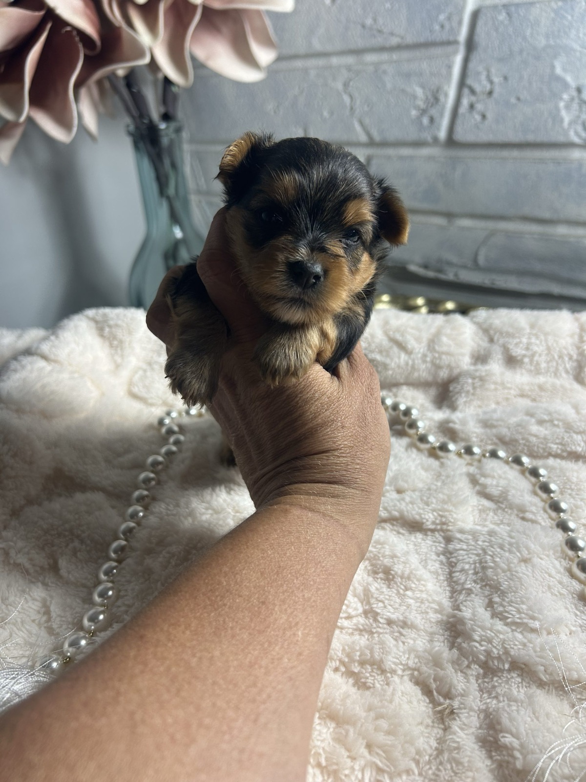 XOXO Yorkie