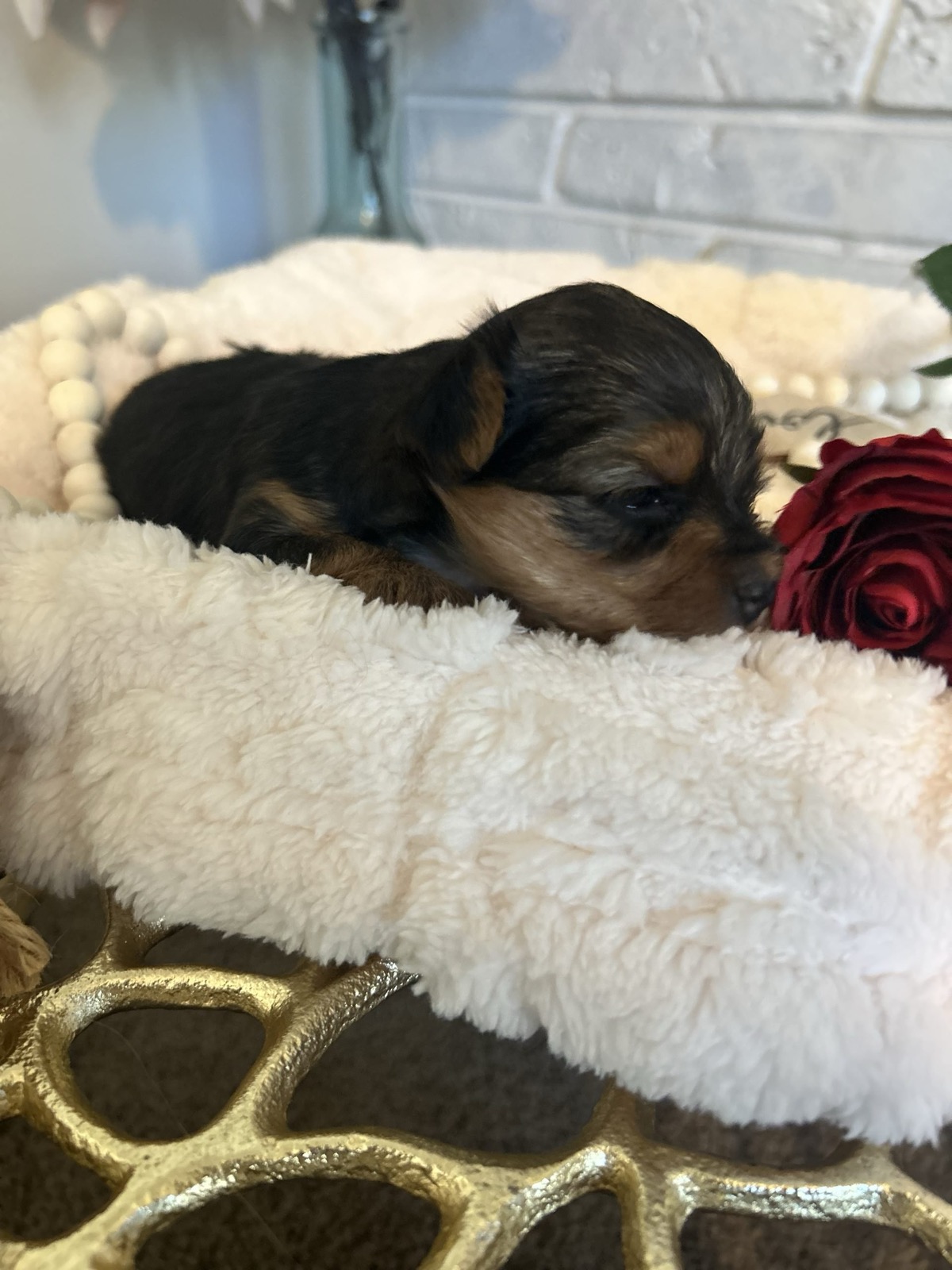 XOXO Yorkie