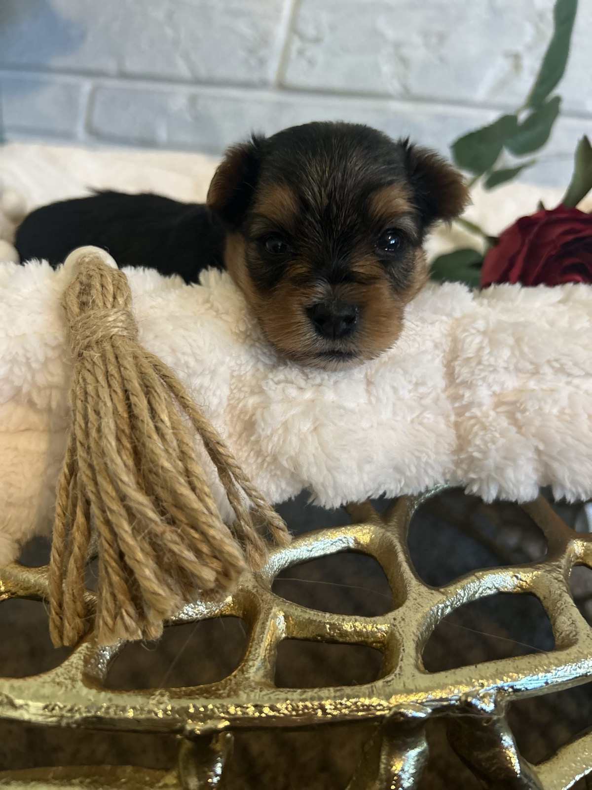 XOXO Yorkie