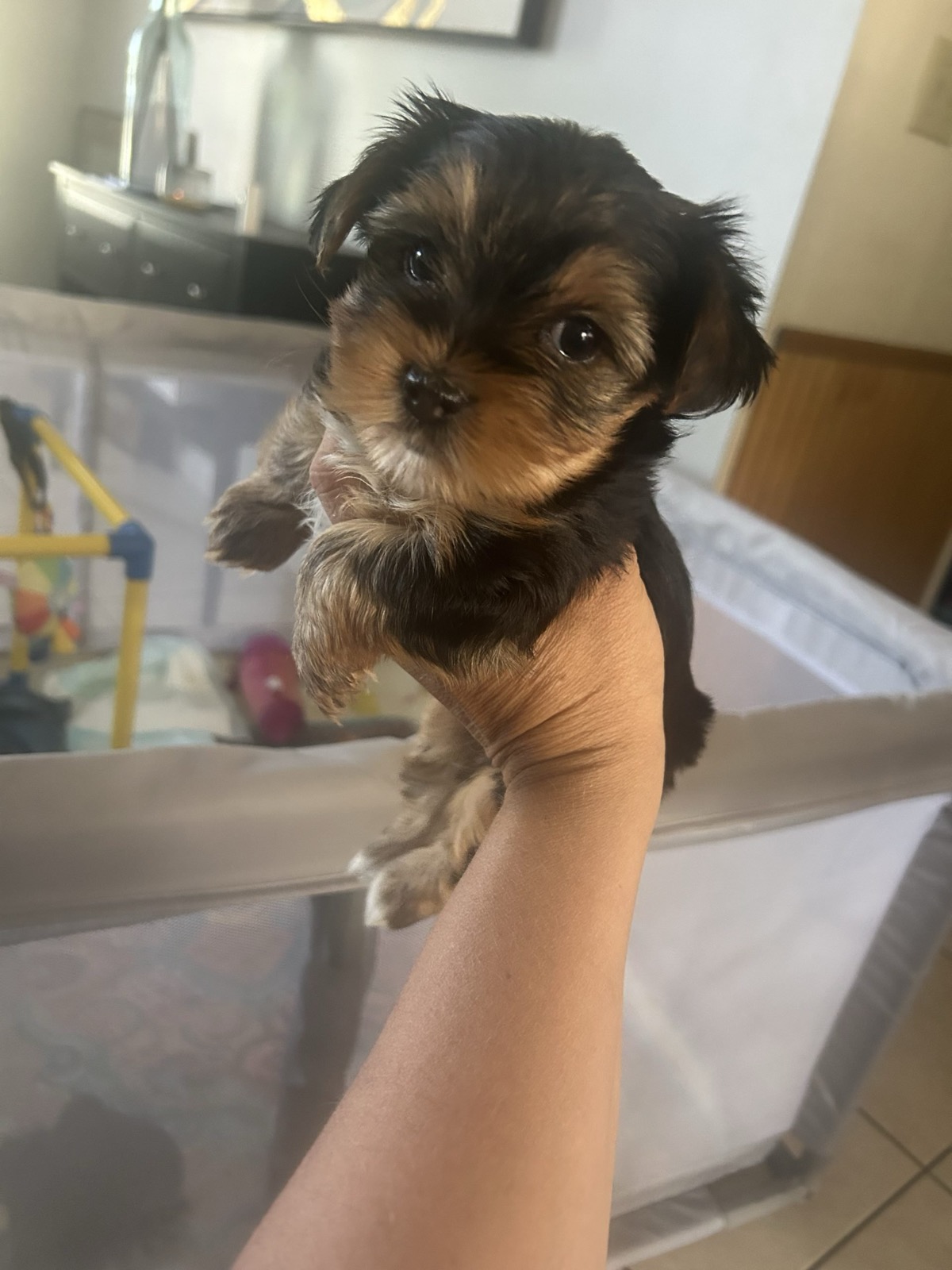XOXO Yorkie