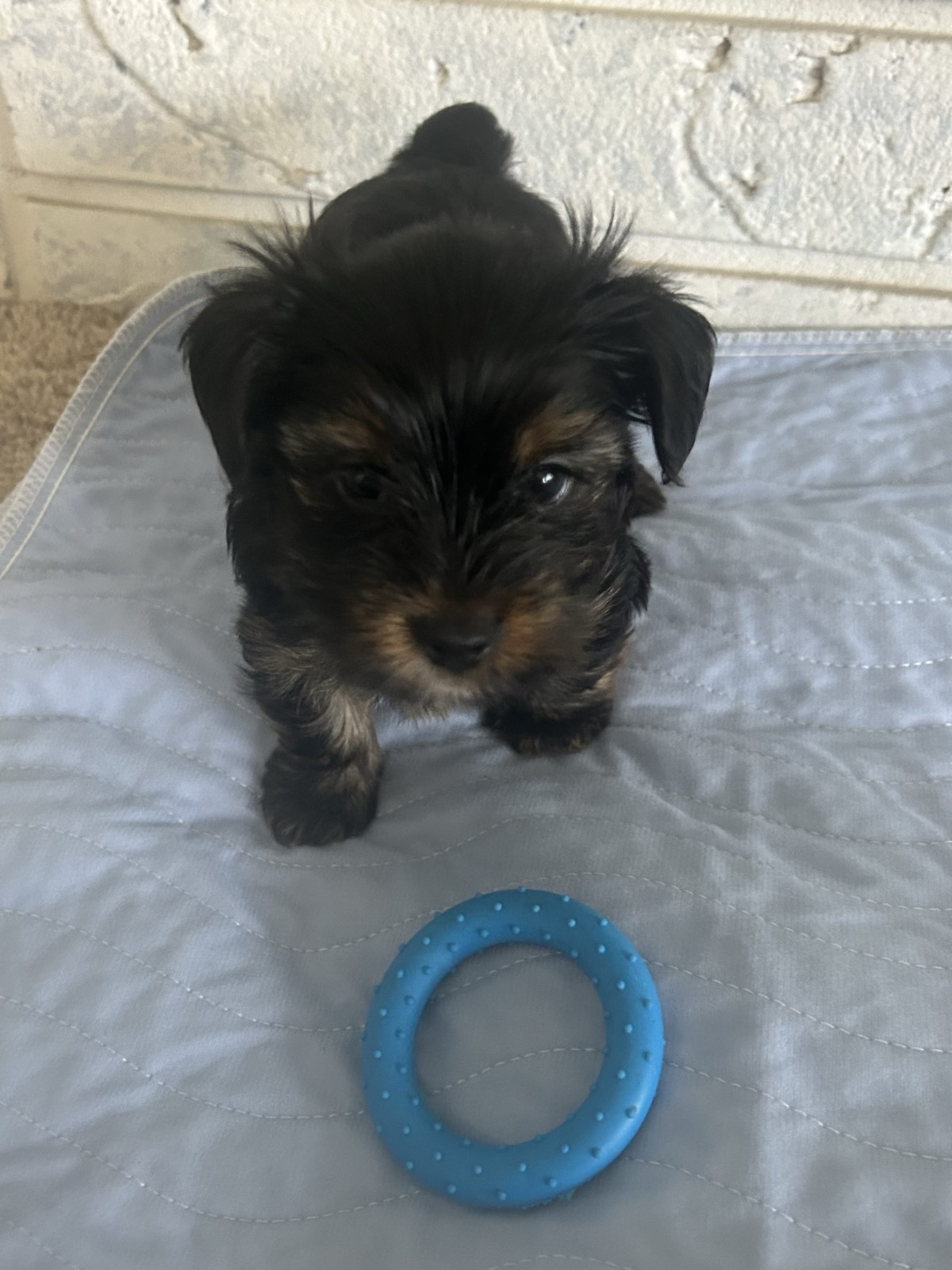 XOXO Yorkie